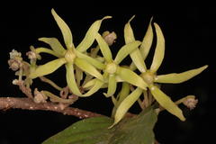 Polyalthia fragrans